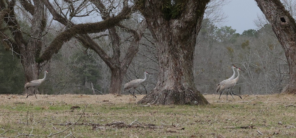 Sandhill Crane - Bruce Purdy