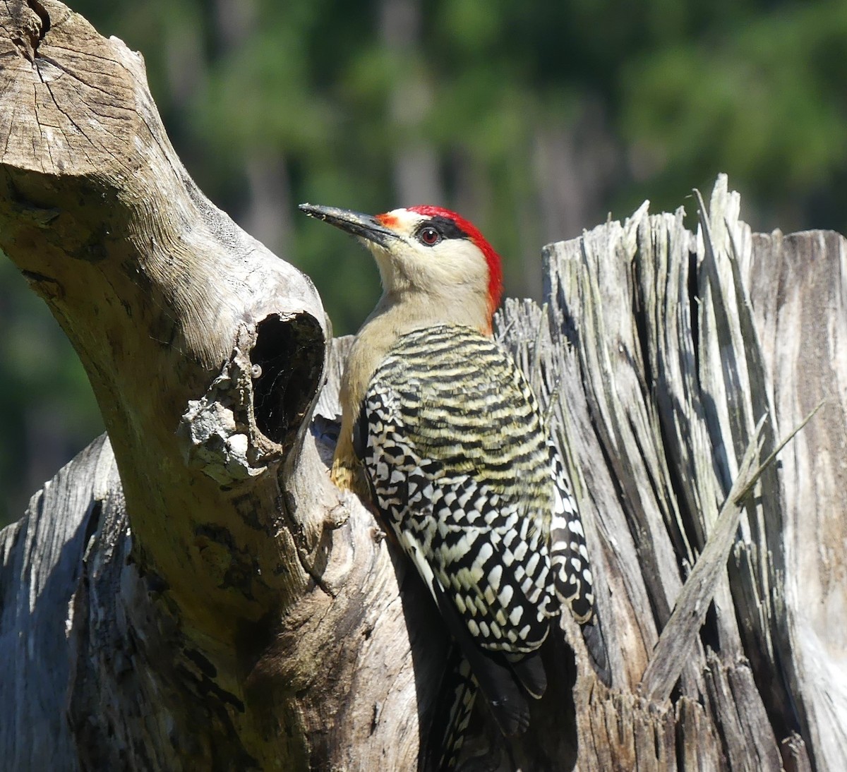 West Indian Woodpecker - Karen Chaivoe