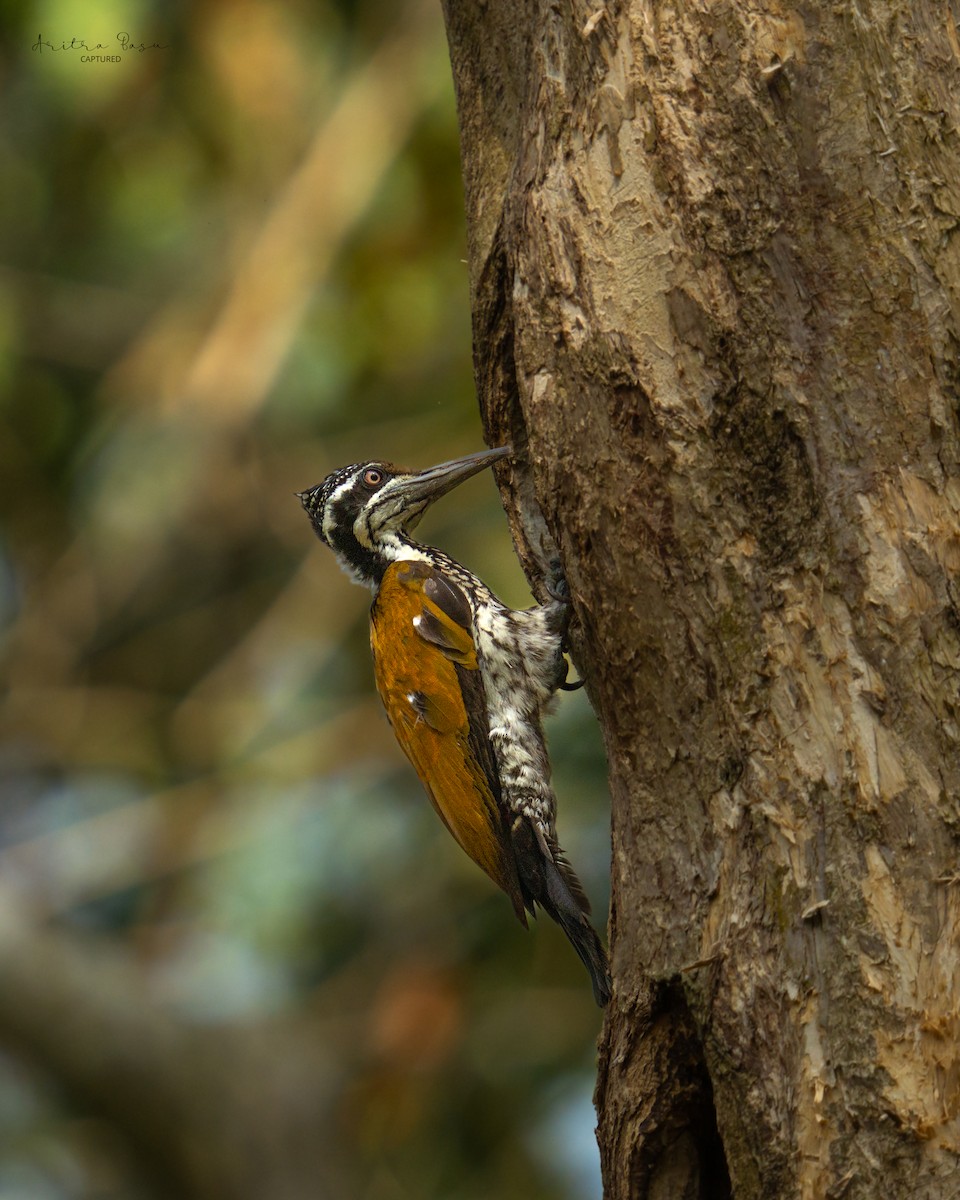 Greater Flameback - ML614987481