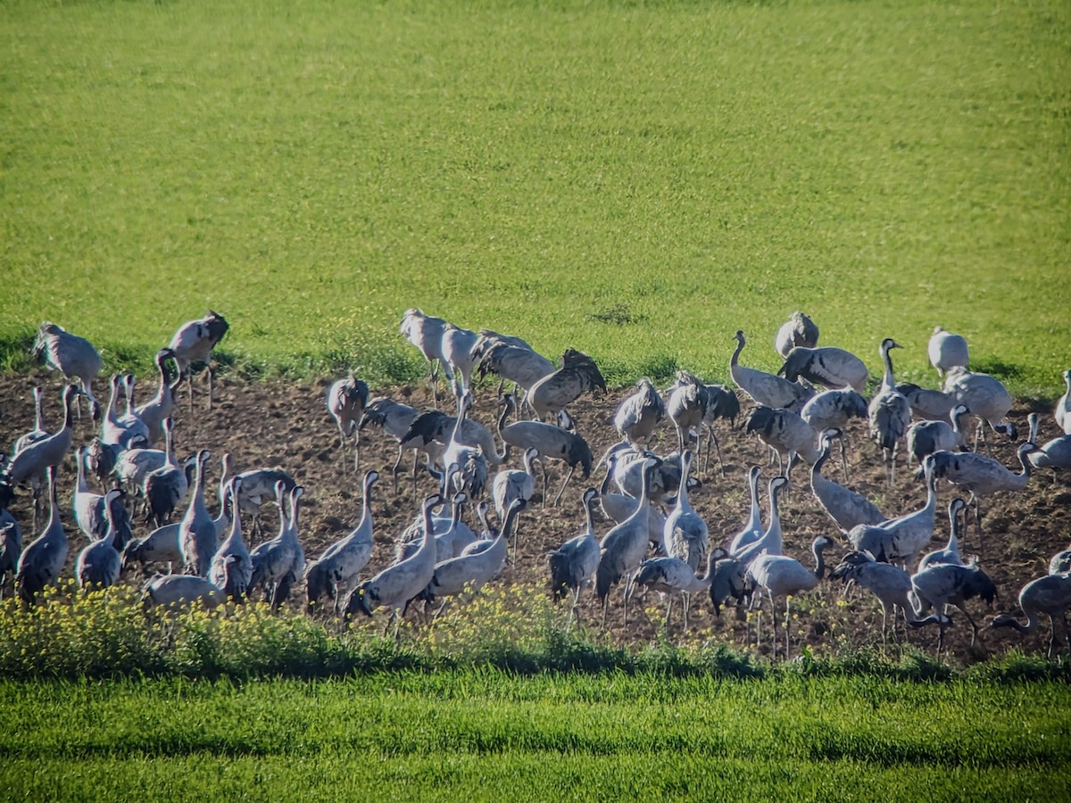 Common Crane - Jose Adrián  Sánchez Romero