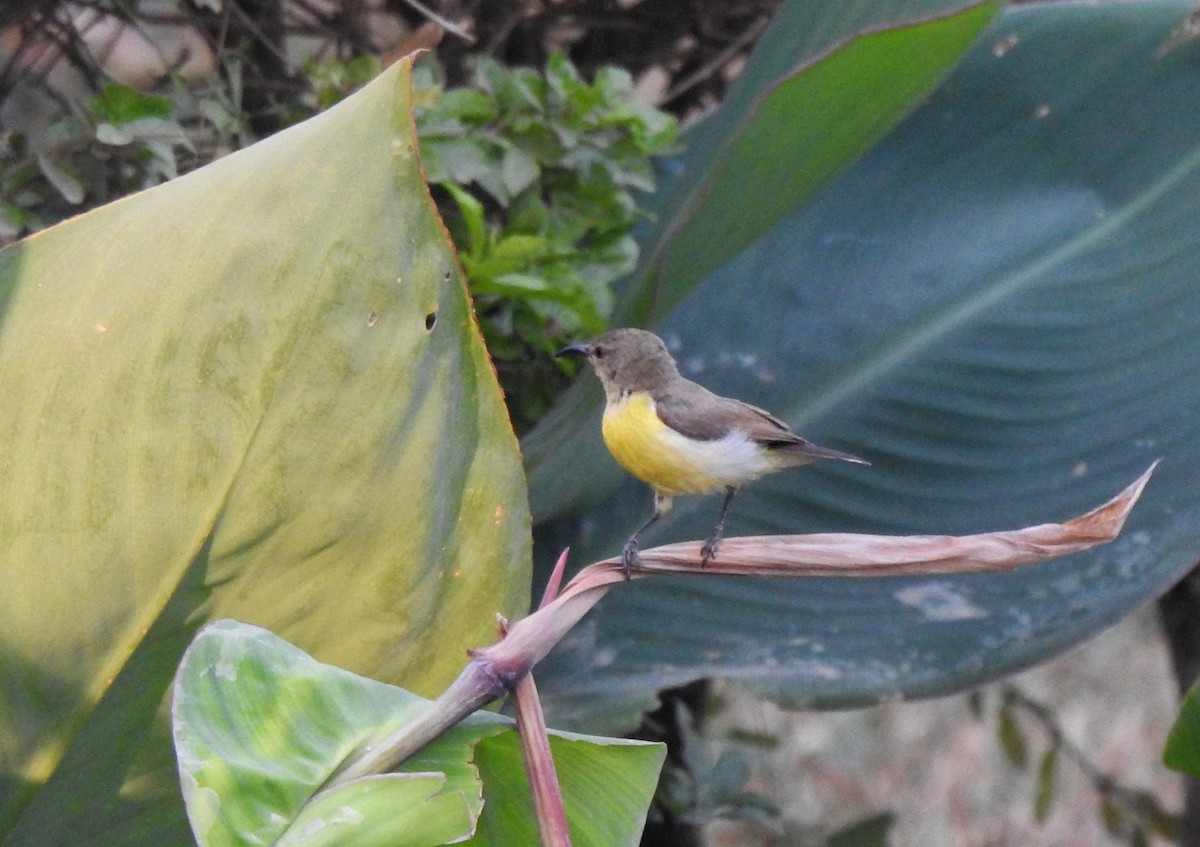 Purple-rumped Sunbird - ML614987552