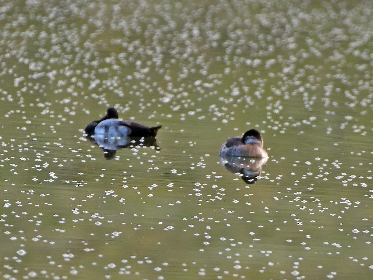 Ruddy Duck - ML614987564