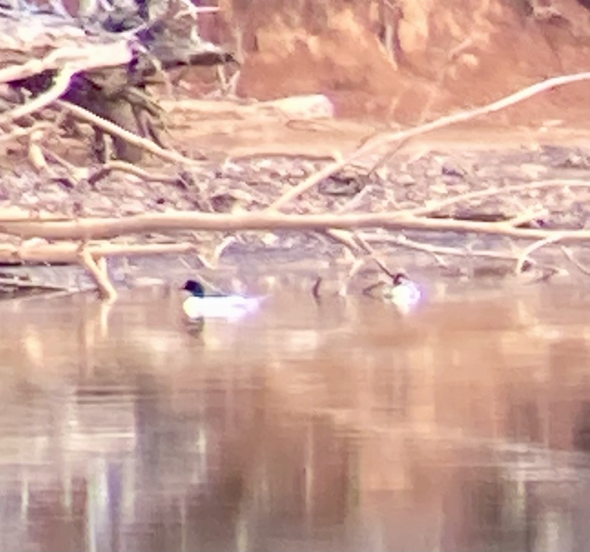 Common Merganser - Thomas Sanders