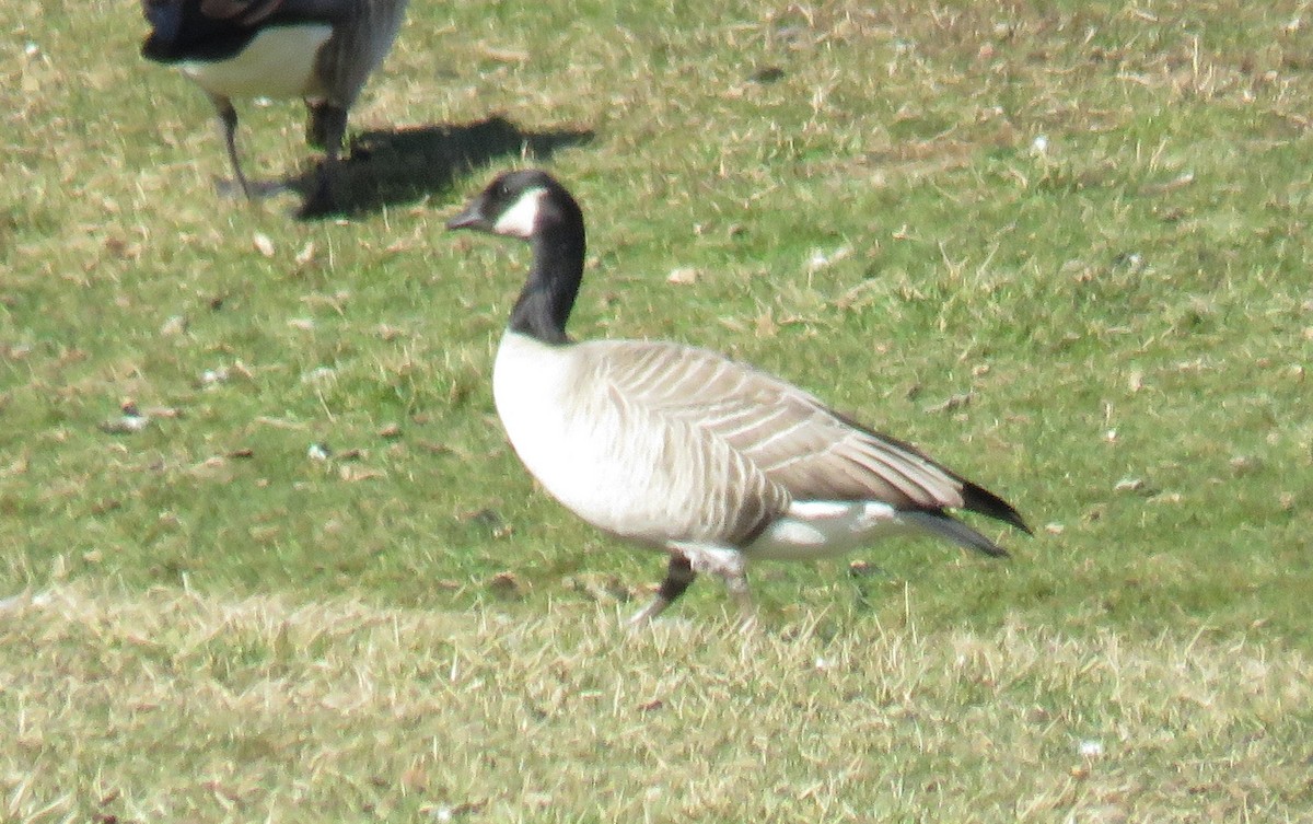 Cackling Goose - Toby Hardwick