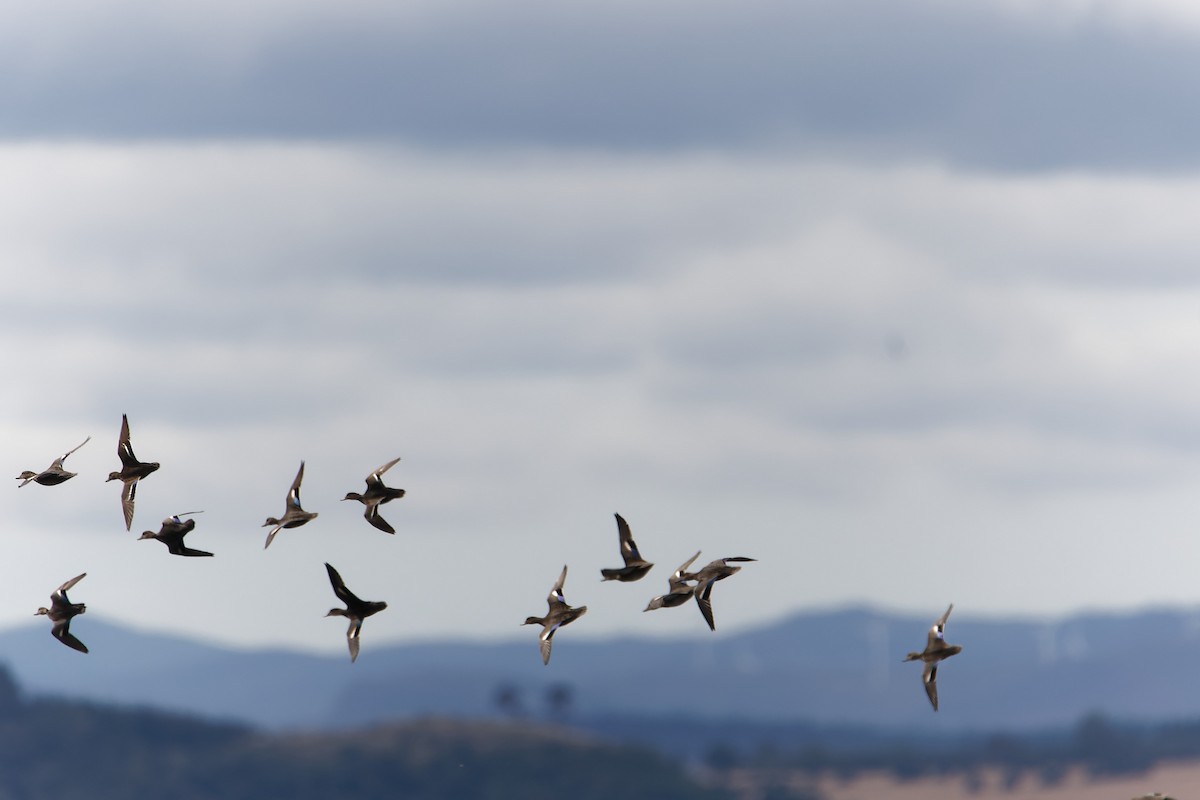 Green-winged Teal - ML614987683