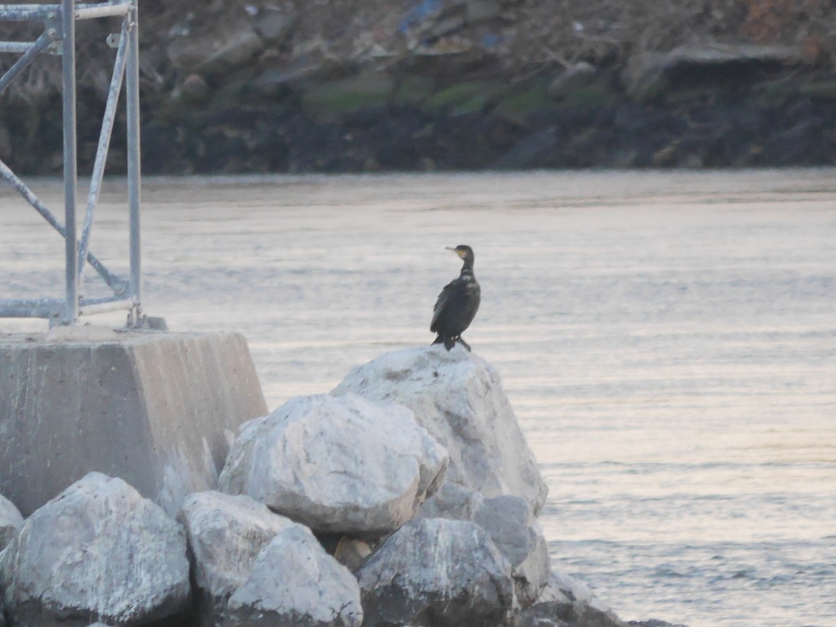 Great Cormorant - ML614987698