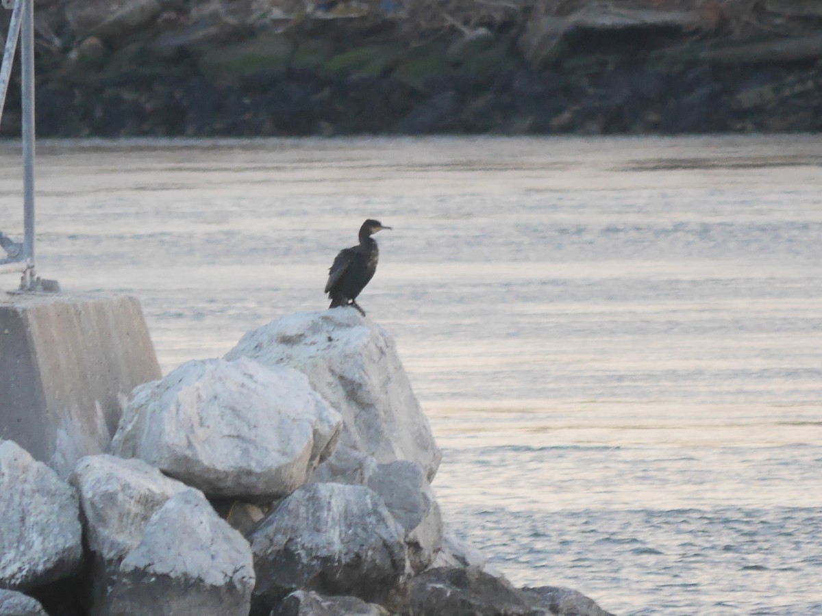 Great Cormorant - ML614987699