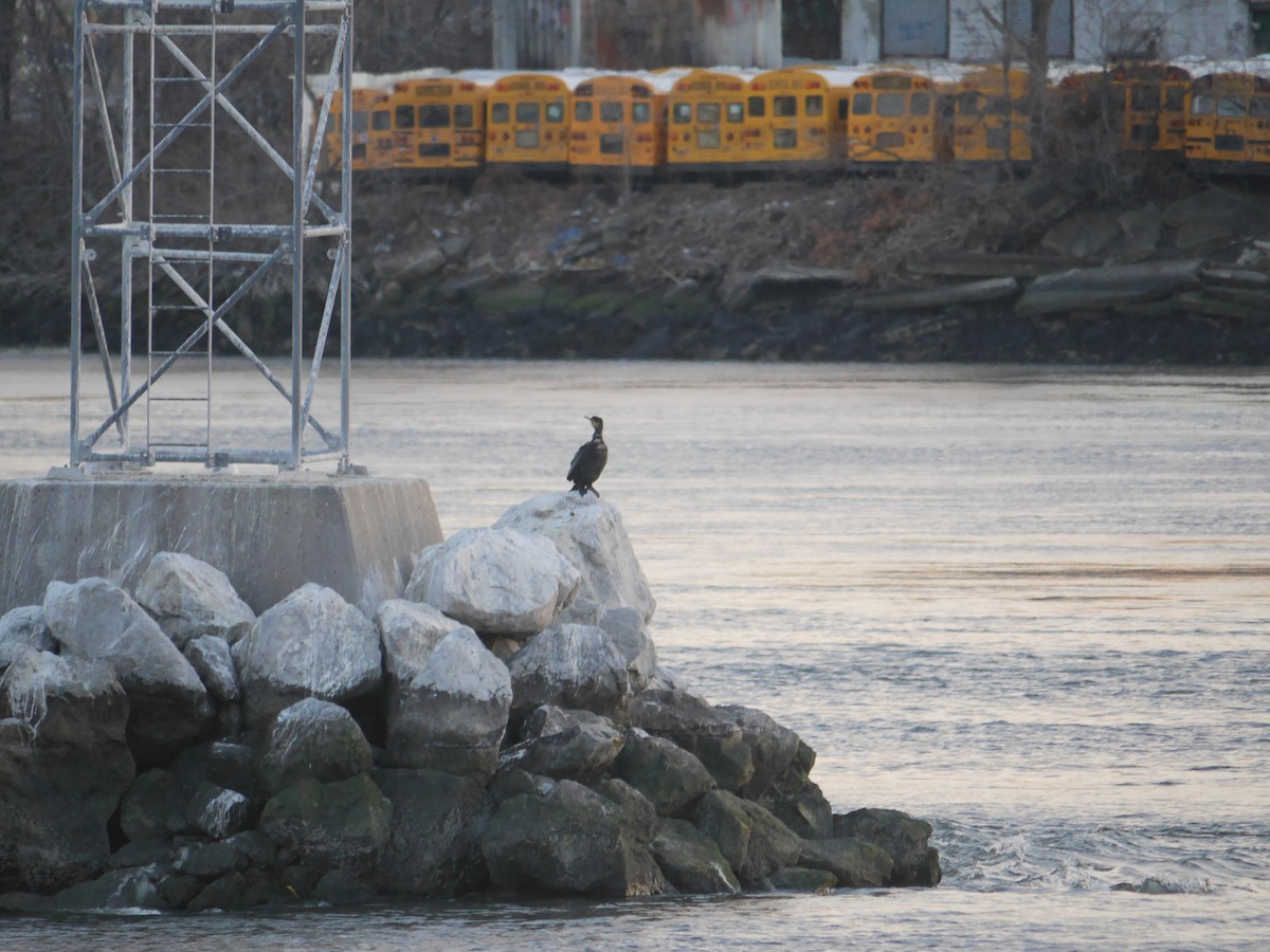 Great Cormorant - ML614987703