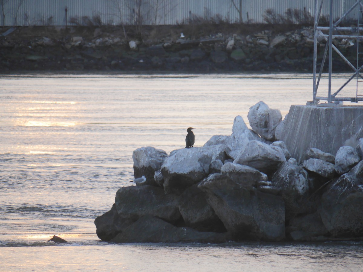 Great Cormorant - ML614987704