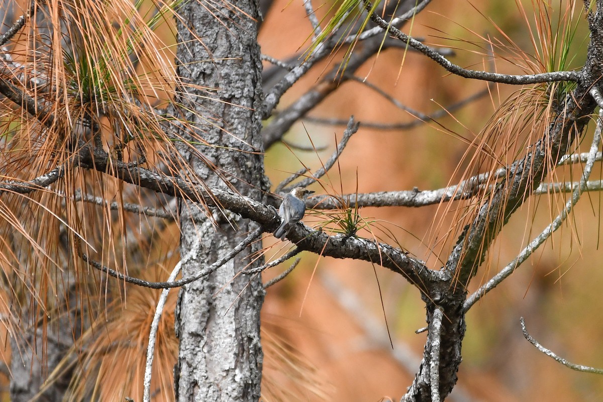 Brown-headed Nuthatch - Holly Hilliard