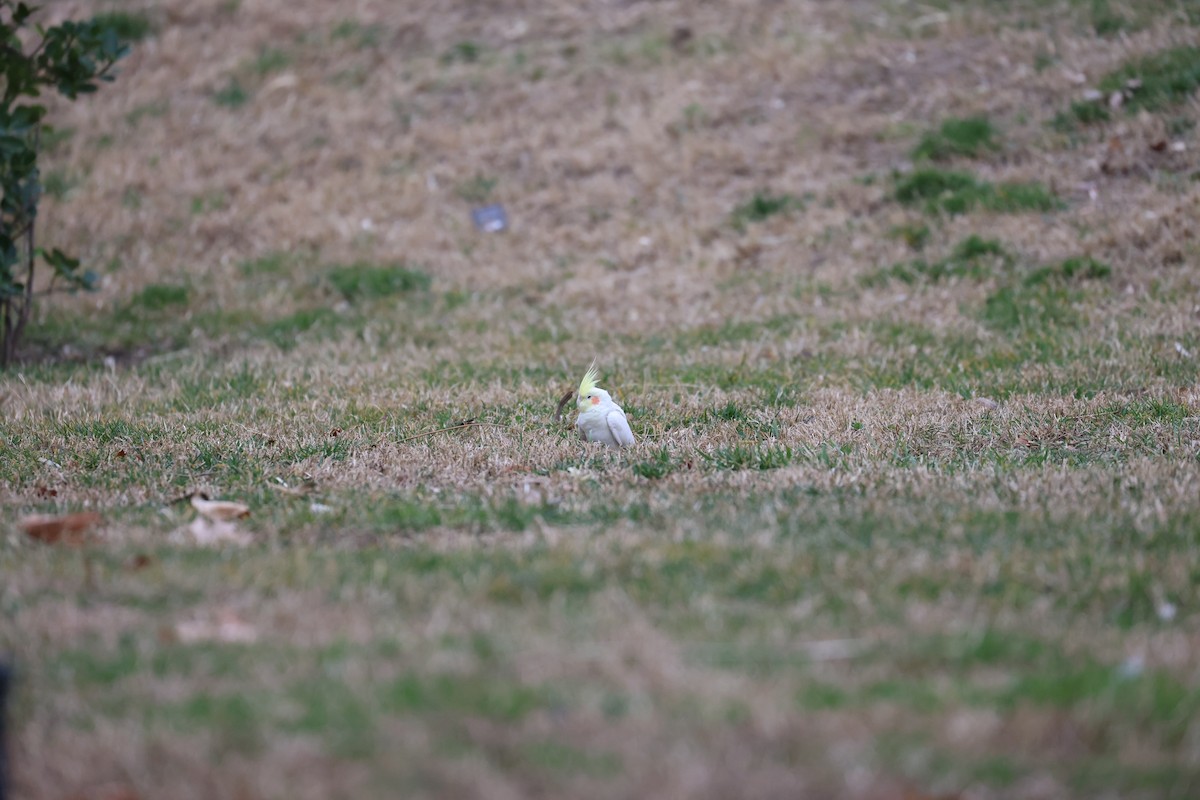 Cockatiel - ML614987723