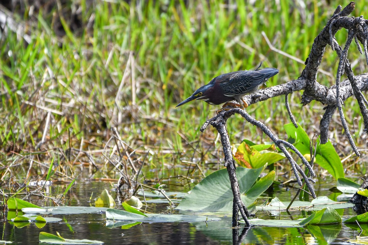 Green Heron - ML614987734