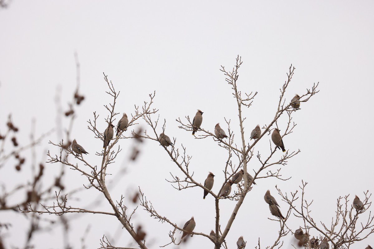 Bohemian Waxwing - ML614987738