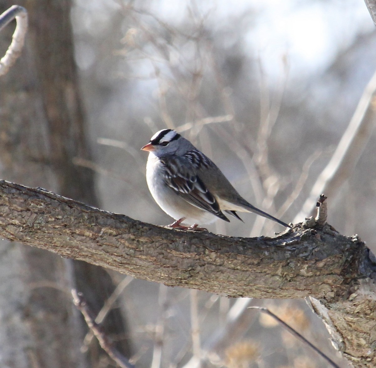 White-crowned Sparrow - ML614987826