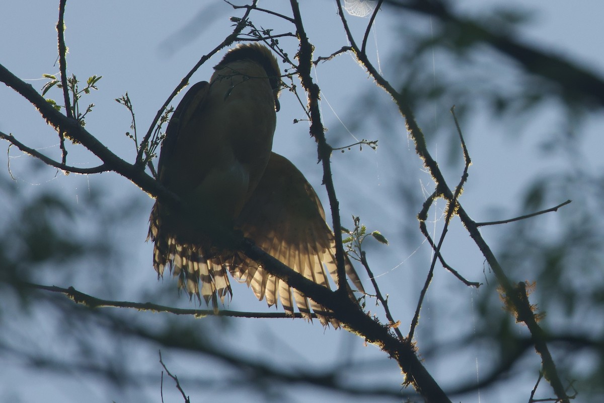 Laughing Falcon - ML614987853