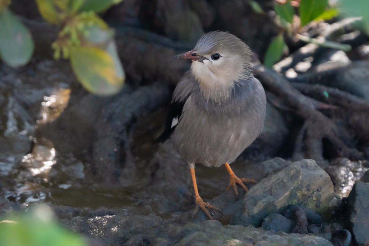 Red-billed Starling - Lenny Xu