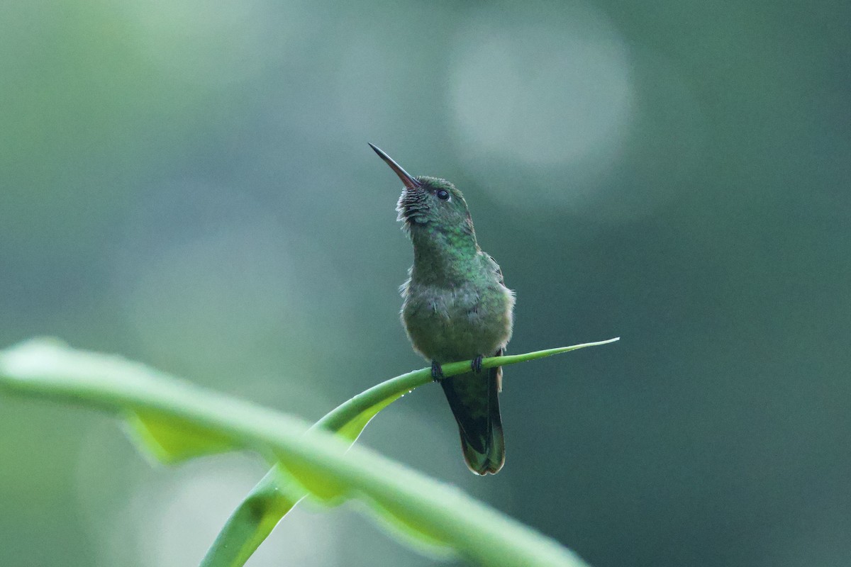 Scaly-breasted Hummingbird - Harumi Umi