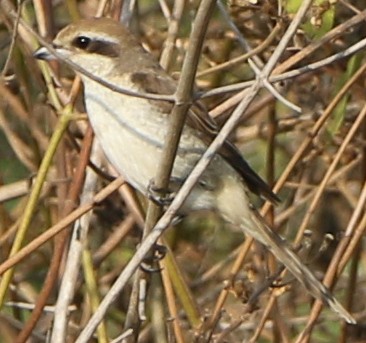 Brown Shrike - Pradeep C R