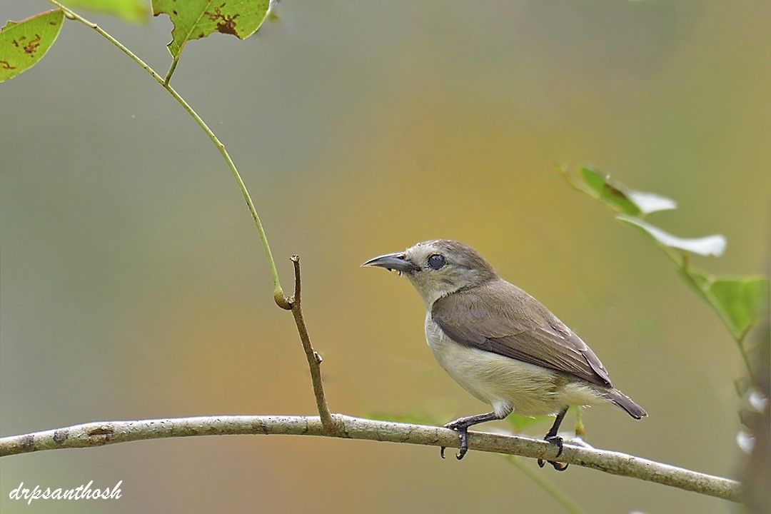 Nilgiri Flowerpecker - santhosh kumar