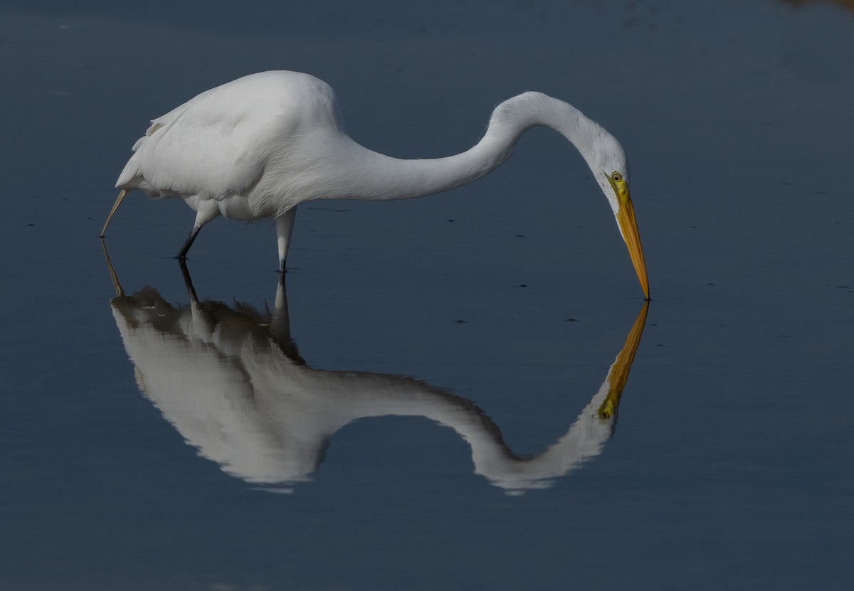 Great Egret - ML614988185