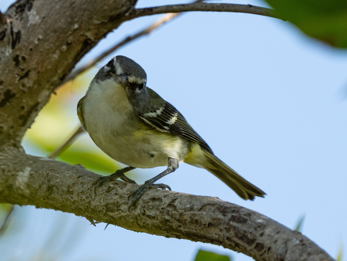 Mavi Başlı Vireo - ML614988237