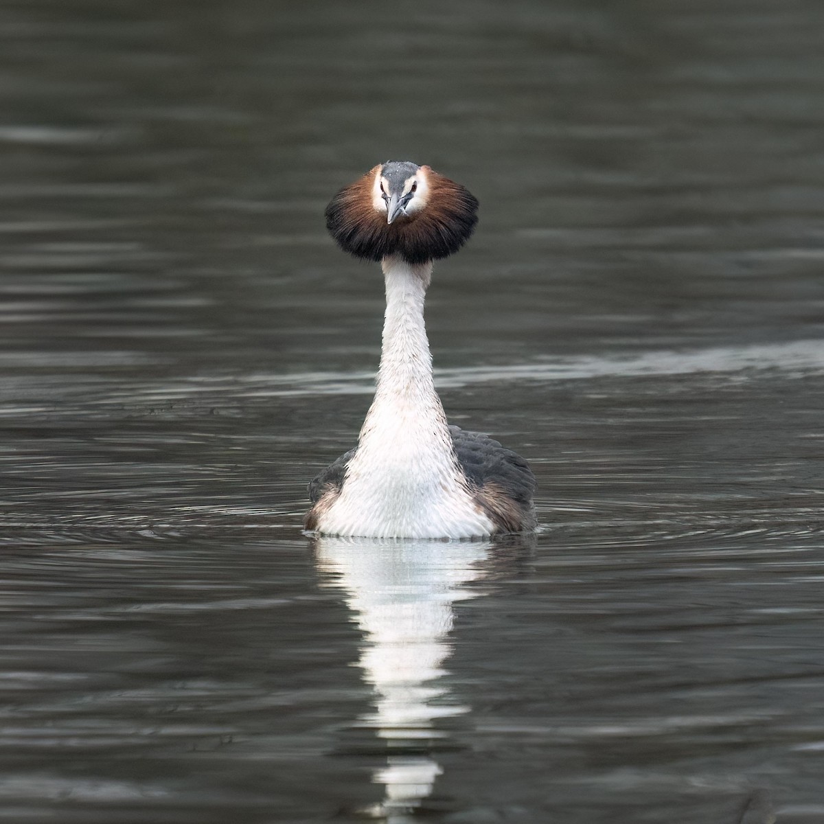 Great Crested Grebe - ML614988277