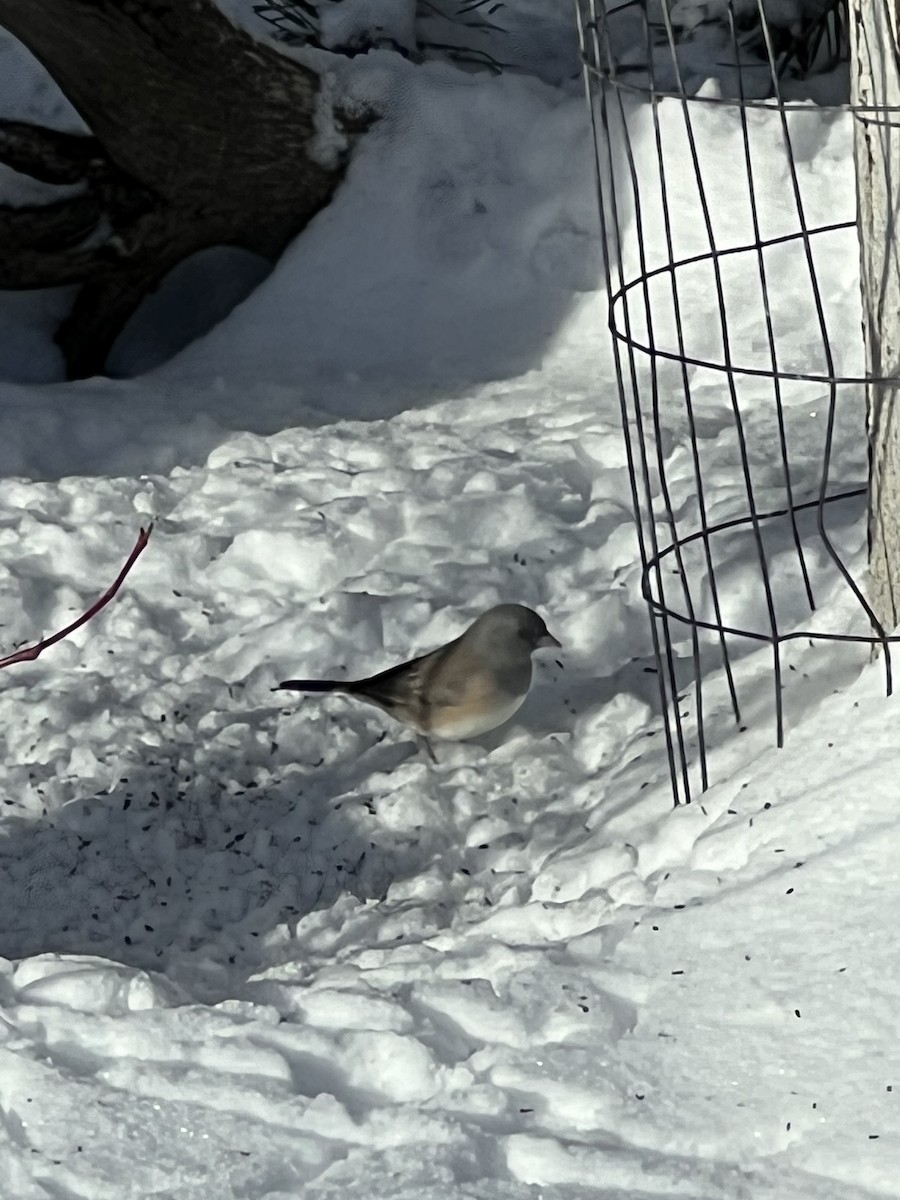 chickadee sp. - ML614988344