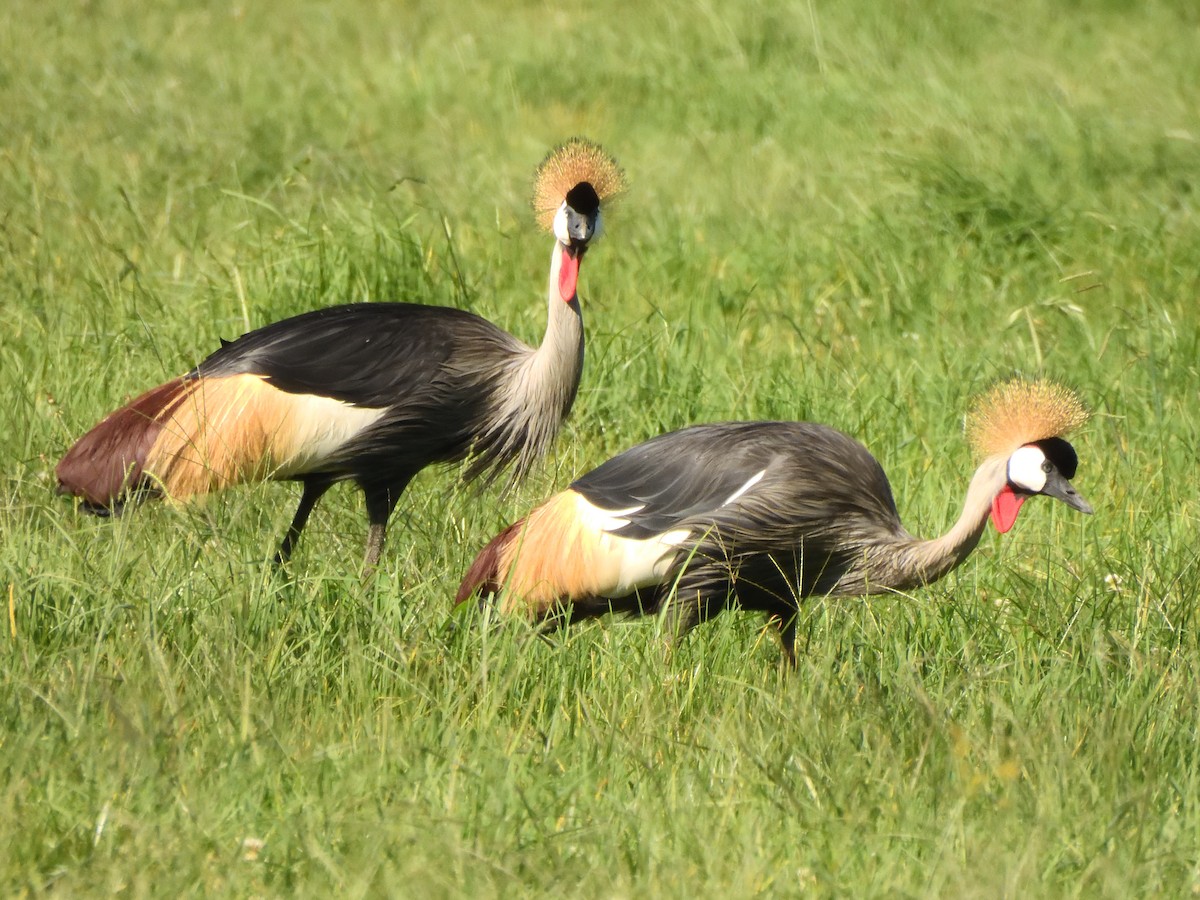 Gray Crowned-Crane - ML614988359