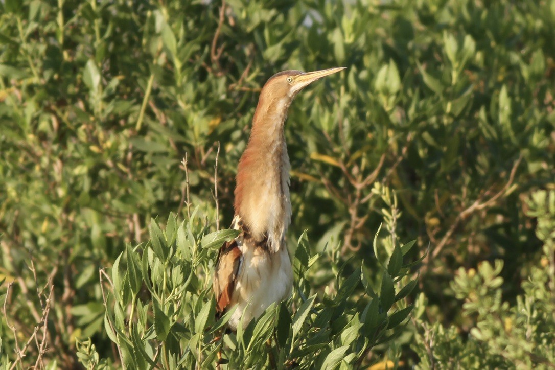 Least Bittern - ML614988395