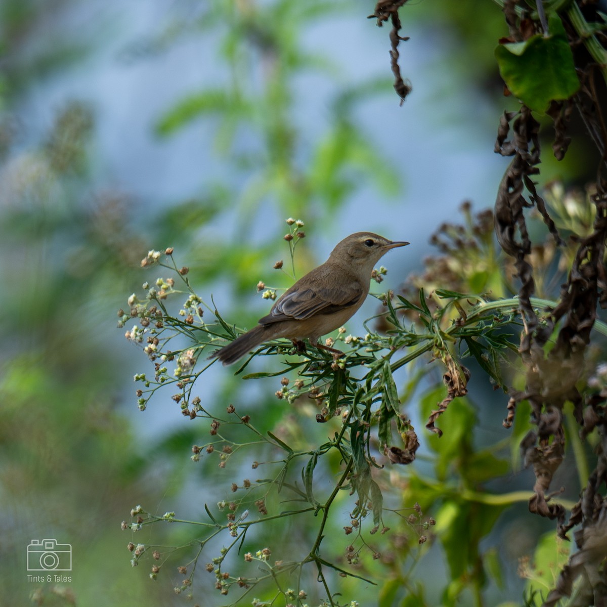 Booted Warbler - Aravindhan J