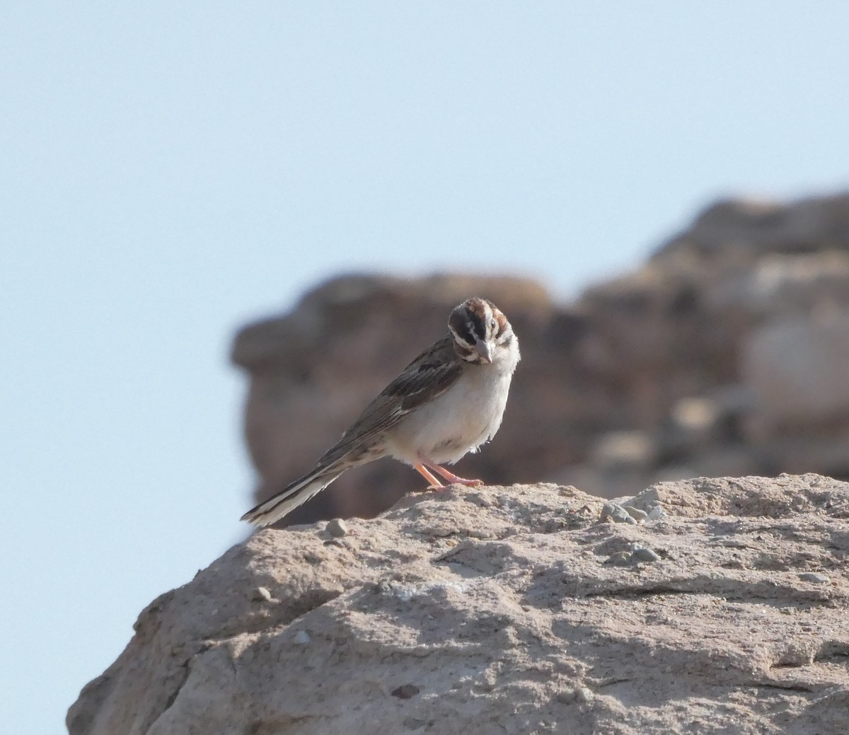 Lark Sparrow - ML614988455