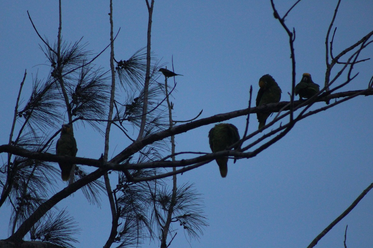 Yellow-crowned Parrot - Elizabeth Seebaran