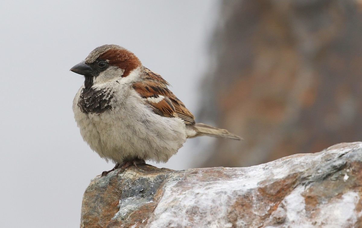 House Sparrow - Frank Weihe