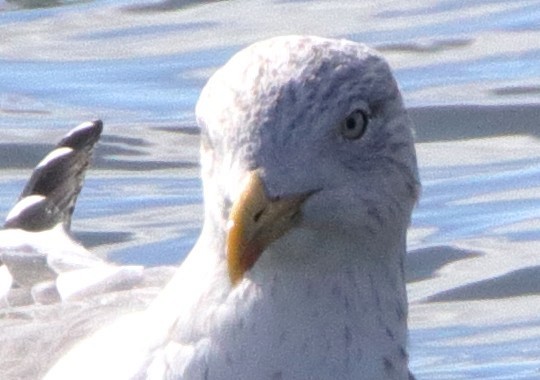 Lesser Black-backed Gull - ML614988702