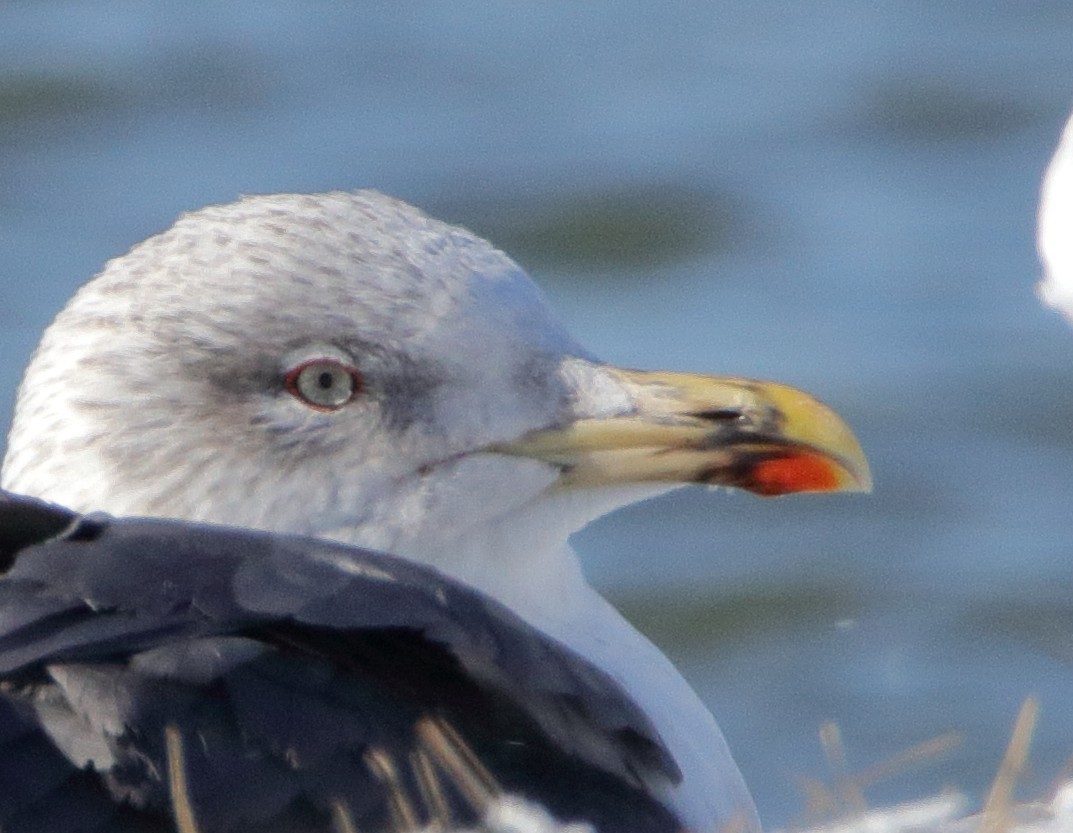 Lesser Black-backed Gull - ML614988703