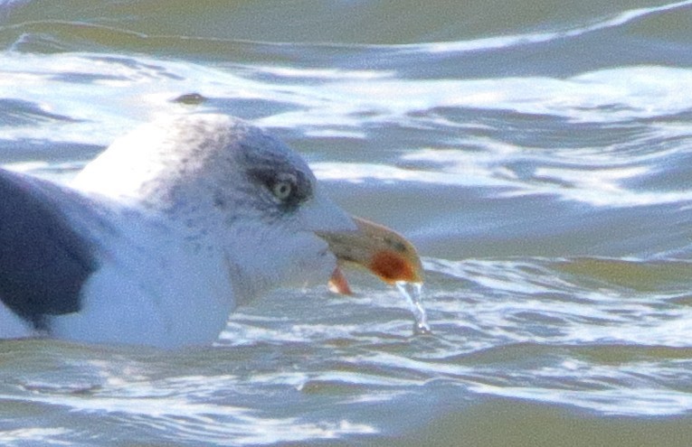 Lesser Black-backed Gull - ML614988704