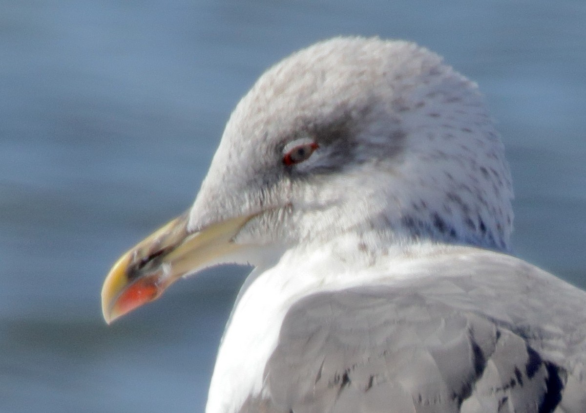 Lesser Black-backed Gull - ML614988705