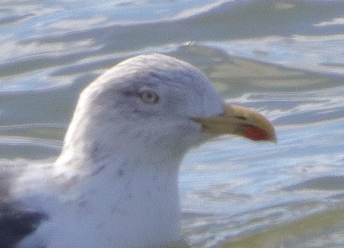 Lesser Black-backed Gull - ML614988706