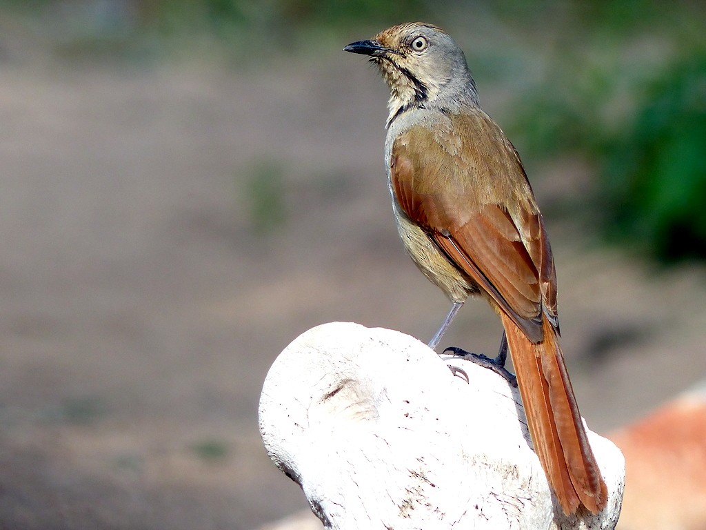 Collared Palm-Thrush - Femi Faminu