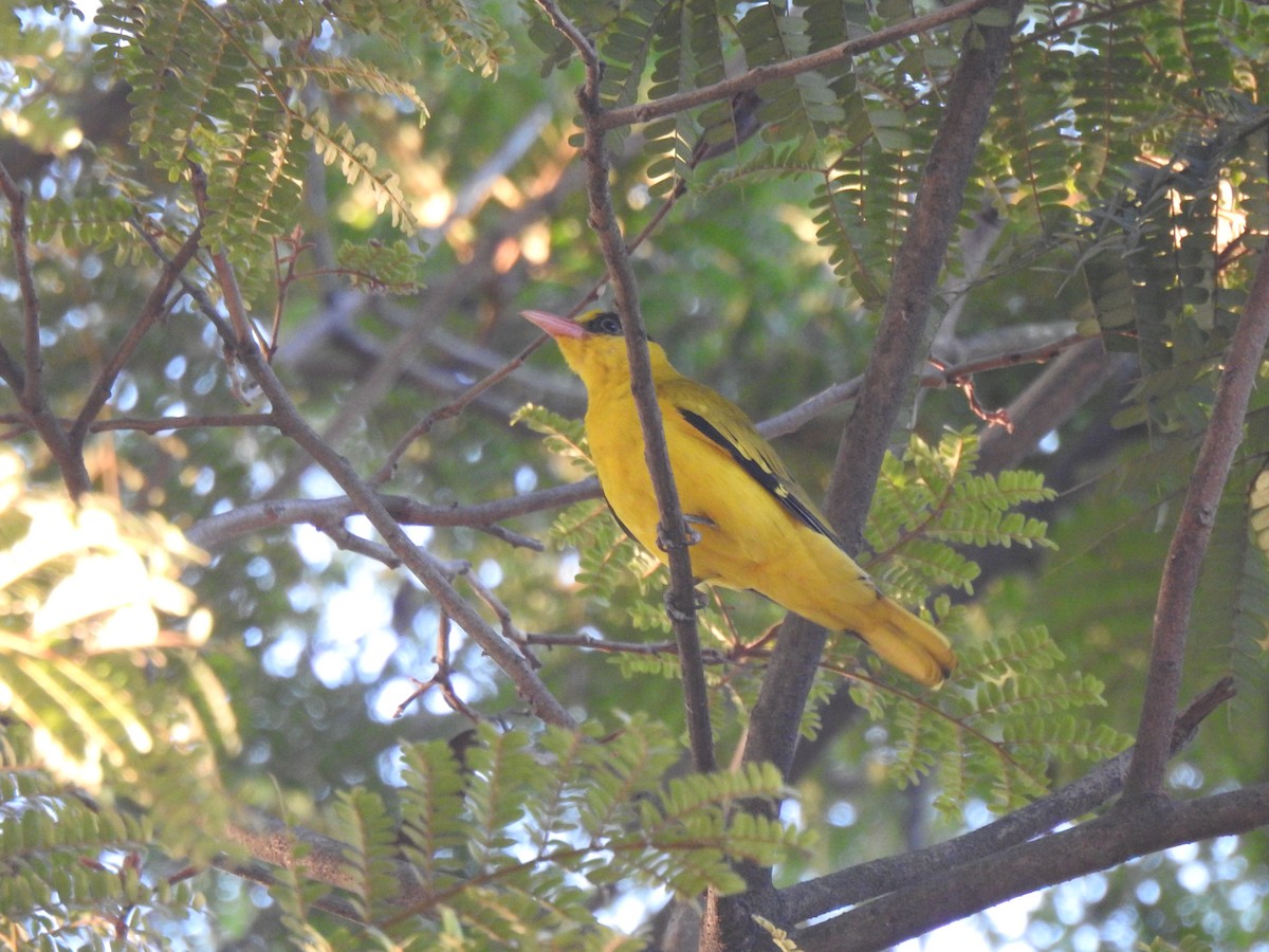 Black-naped Oriole - ML614988766