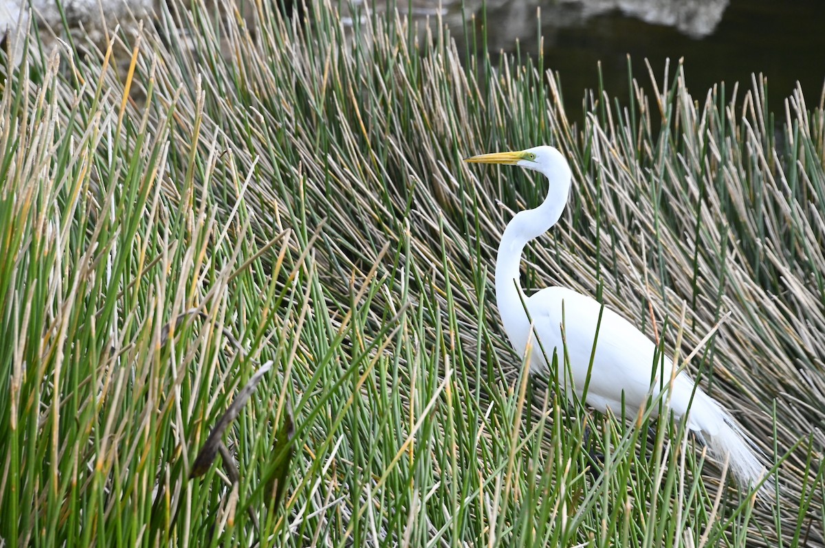 Great Egret - ML614988769