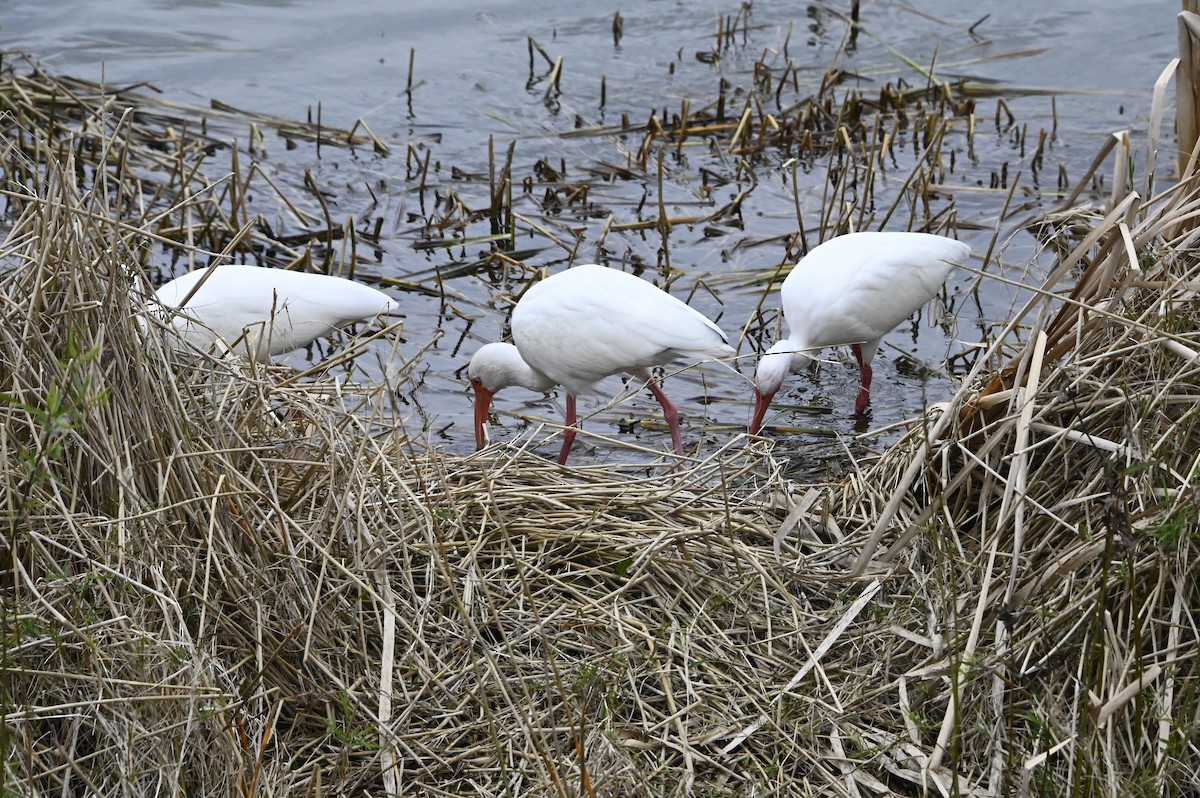 ibis bílý - ML614988782