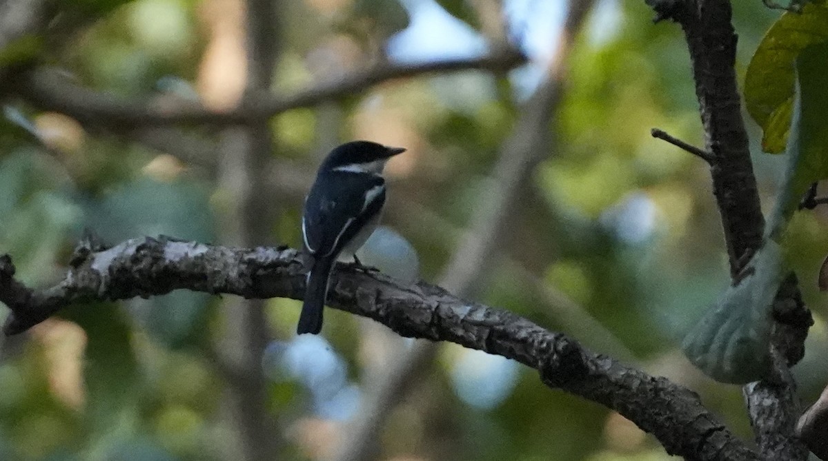 Bar-winged Flycatcher-shrike - ML614988795