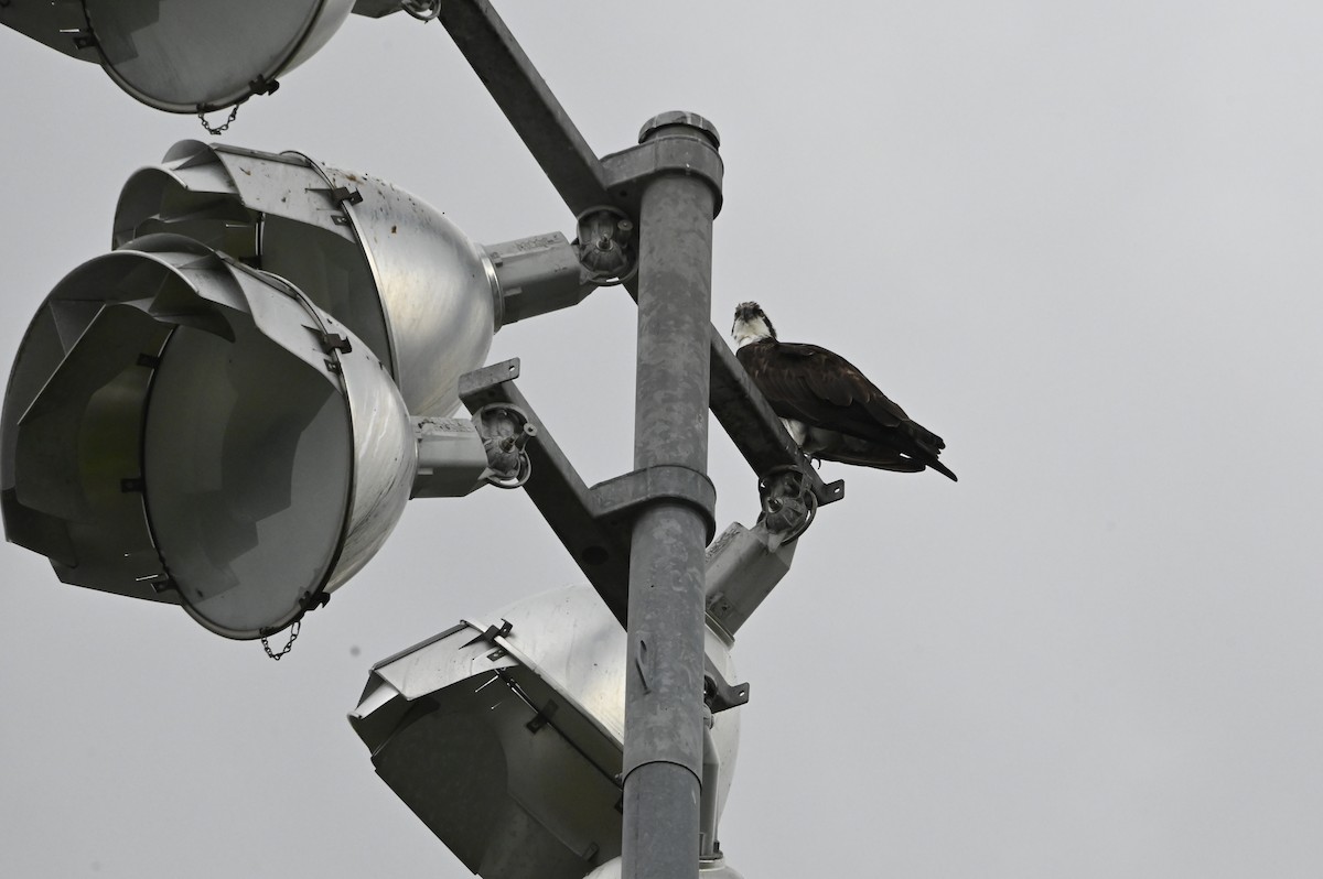 Águila Pescadora - ML614988808