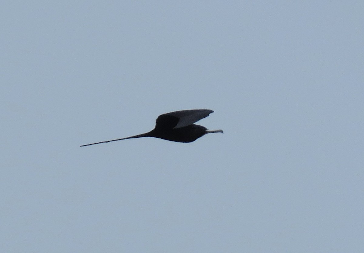 Magnificent Frigatebird - ML614988816