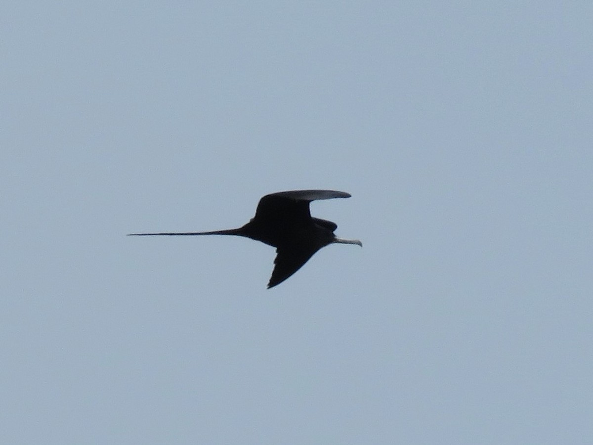 Magnificent Frigatebird - ML614988824