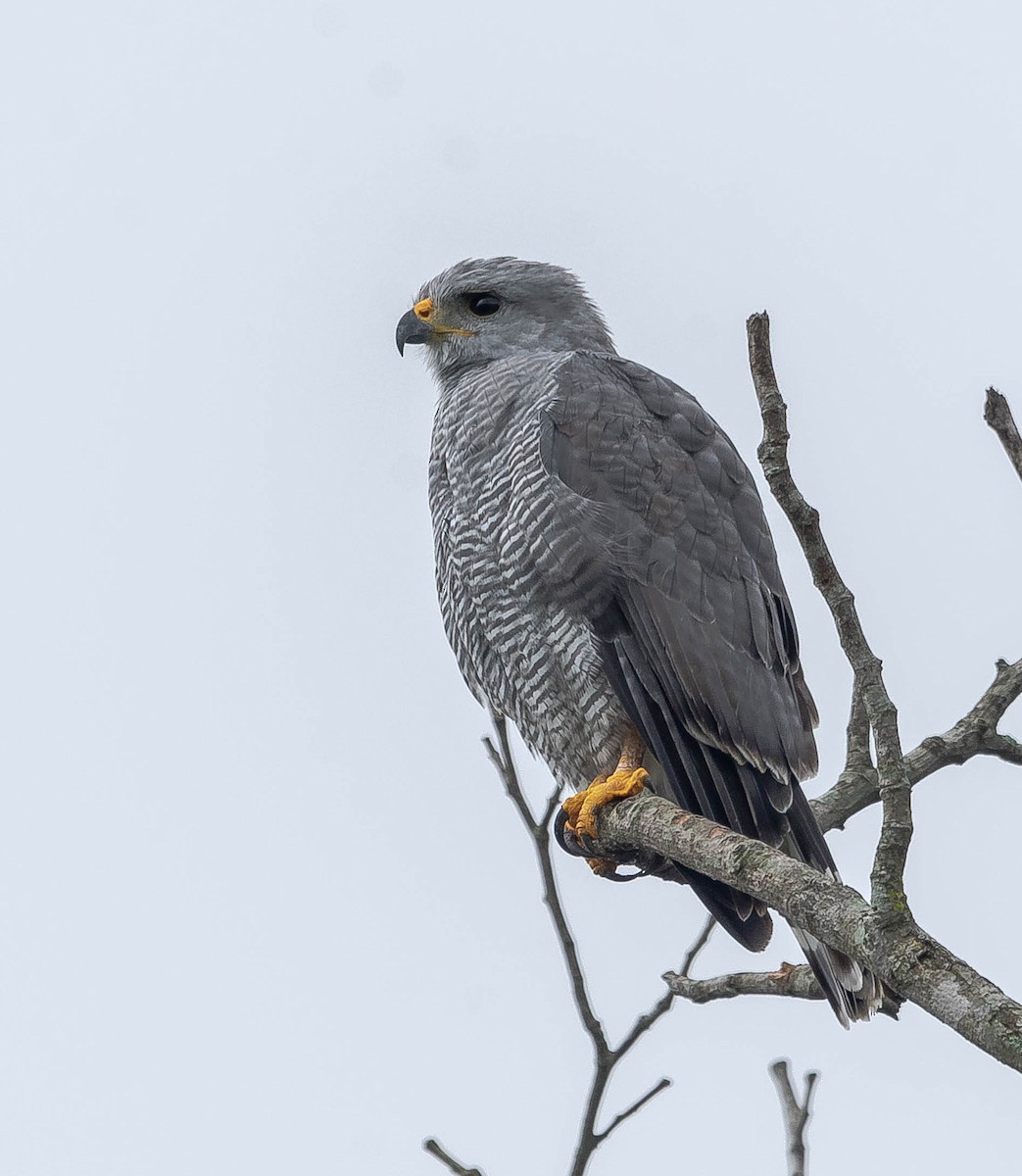 Gray Hawk - ML614988828