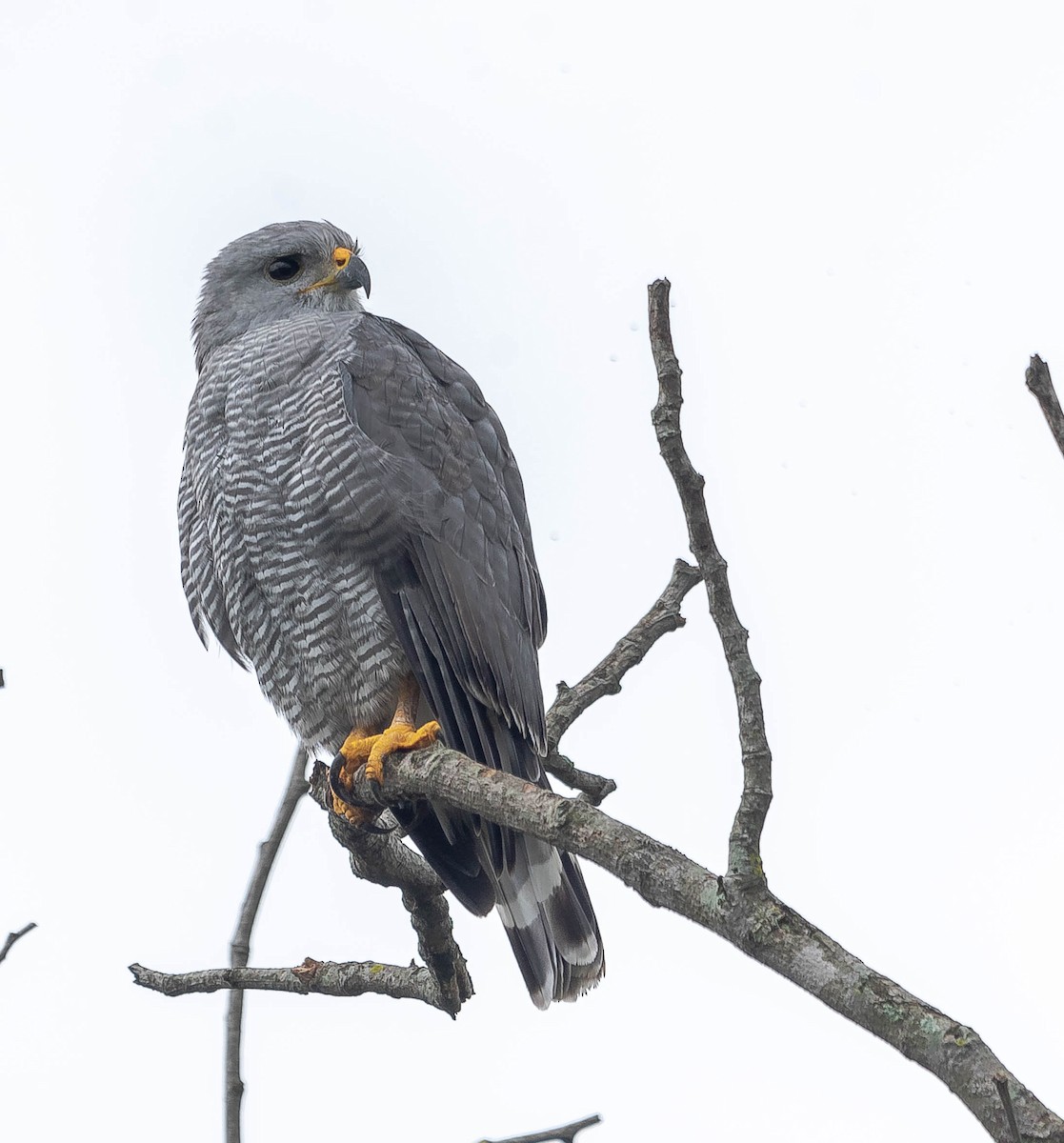 Gray Hawk - ML614988830