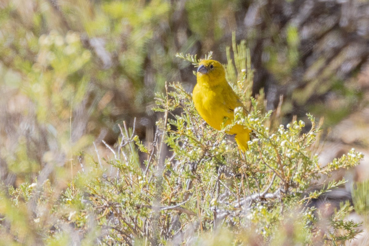 Puna Yellow-Finch - Charlie Bostwick