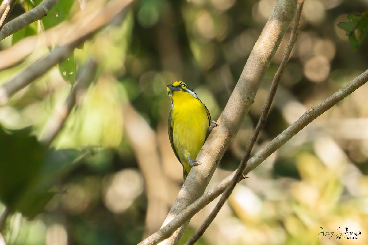 Slaty-capped Shrike-Vireo - ML614988892